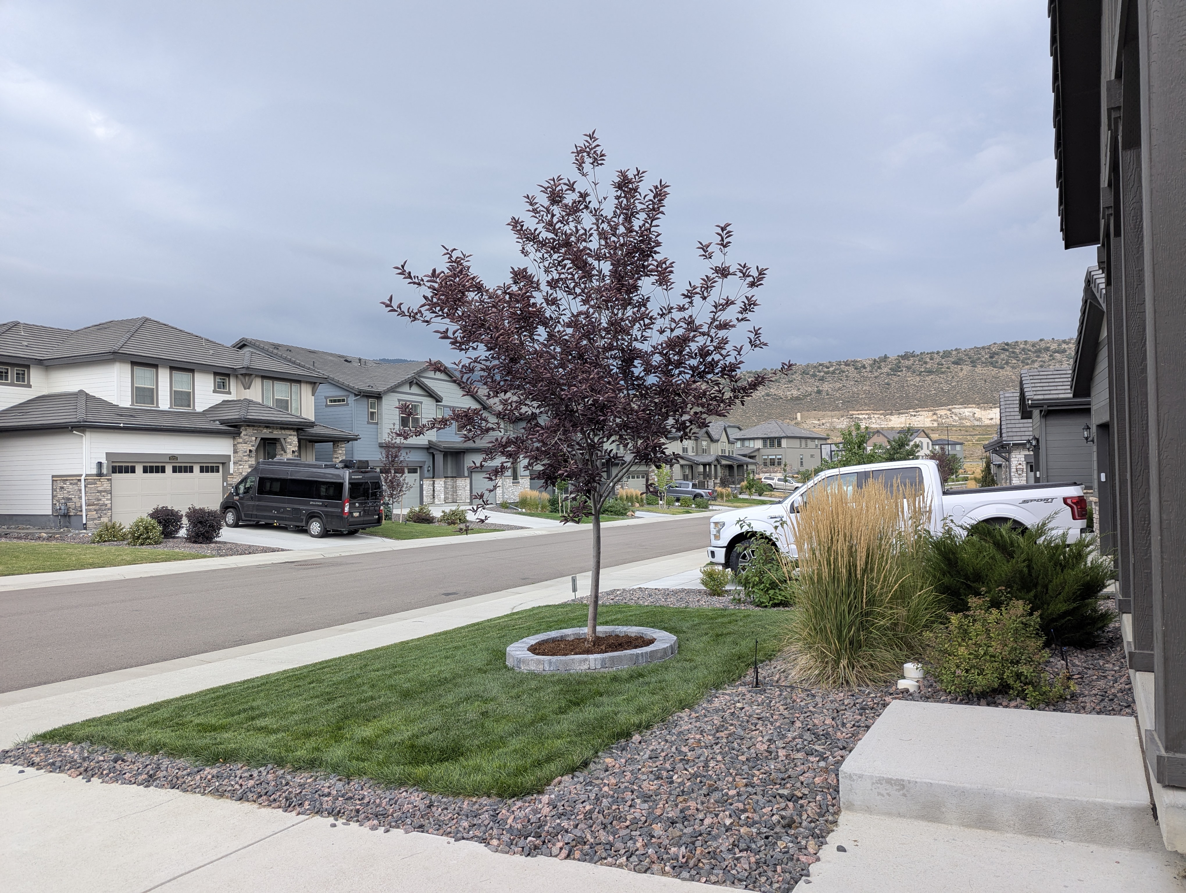 Tree Ring, Home Improvement, Morrison, Colorado